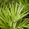 Chamaerops Humilis, Topf-Ø 60 Cm, Höhe Ca. 150 Cm -Der Grillgarten 0680300018 0680300116 0680300138 Chamaerops humilis 1 78543