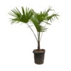 Hanfpalme, Topf-Ø 35 Cm, Höhe Ca. 130-140 Cm -Der Grillgarten 0680300061 Trachycarpus fortuneii T35 2 91062