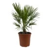 Chamaerops Humilis, Topf-Ø 24 Cm, Höhe Ca. 70 Cm -Der Grillgarten 0680300076 Chamaerops humilis 1 110030