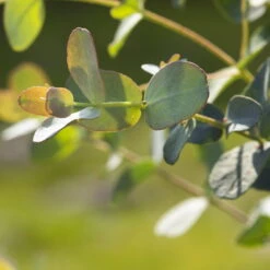 Eukalyptus 'Baby Blue', Busch, Topf-Ø 14 Cm, Höhe Ca. 25 Cm, 2er-Set -Der Grillgarten 0680400001 0680400007 0680400010 0680400016 0680400019 0680400021 Eucalyptus gunii Busch1 77878