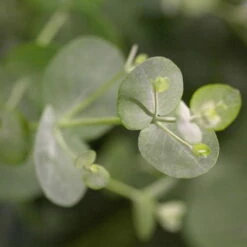 Eukalyptus, Stamm, Topf-Ø 21 Cm, Höhe Ca. 90 Cm 13 Eukalyptus, Stamm, Topf-Ø 21 Cm, Höhe Ca. 90 Cm -Der Grillgarten 0680400001 0680400007 0680400010 0680400016 0680400019 0680400021 Eucalyptus gunii Busch 77876 1