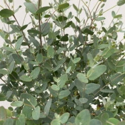 Eukalyptus 'Baby Blue', Busch, Topf-Ø 14 Cm, Höhe Ca. 25 Cm, 2er-Set -Der Grillgarten 0680400001 Eucalyptus gunnii Busch T14 H25 1 83359