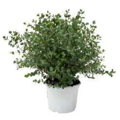 Eukalyptus, Busch, Topf-Ø 19 Cm, Höhe Ca. 45 Cm 10 Eukalyptus, Busch, Topf-Ø 19 Cm, Höhe Ca. 45 Cm -Der Grillgarten 0680400016 Eucalyptus gunnii Busch T19 H45 50 2 83415