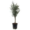 Eukalyptus, Stamm, Topf-Ø 21 Cm, Höhe Ca. 90 Cm -Der Grillgarten 0680400026 Eucalyptus gunni Stamm T21 2 107147
