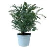 Eukalyptus 'Baby Blue', Busch, Topf-Ø 20 Cm -Der Grillgarten 0680400059 Eukalyptus gunnii Busch T20 Baby Blue WS 2 98467