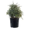 Eukalyptus, Busch, Topf-Ø 33 Cm, 2er-Set -Der Grillgarten 0680400063 0680400064 Eucalyptus gunnii Busch 2 110033