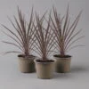Keulenlilie 'Red Star' Rotlaubig, Topf-Ø 13 Cm, 3er-Set -Der Grillgarten 0680400124 cordyline red star 1 124114