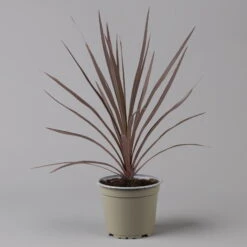 Keulenlilie 'Red Star' Rotlaubig, Topf-Ø 13 Cm, 3er-Set -Der Grillgarten 0680400124 cordyline red star 2 124116