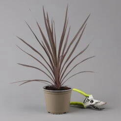 Keulenlilie 'Red Star' Rotlaubig, Topf-Ø 13 Cm, 3er-Set -Der Grillgarten 0680400124 cordyline red star 124115
