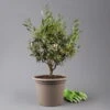 Olivenbaum, Busch, Topf-Ø 24 Cm, Höhe Ca. 80 Cm -Der Grillgarten 0681100004 Koelle Olea europaea T24 Busch 1 125584