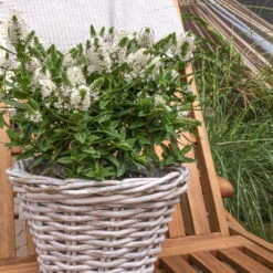 Hebe Weiß, Topf-Ø 19 Cm, 2er-Set -Der Grillgarten 0690100082 koelle hebe t19 weiss jenna 1 68805