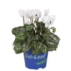 Der Grillgarten -Der Grillgarten 0690100106 koelle cyclamen t10 5 weiss outland 2 68841