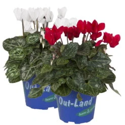 Der Grillgarten 21 Alpenveilchen 'Outland', Rot/weiß, Topf-Ø 10,5 Cm, 6er-Set