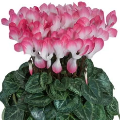 Der Grillgarten 17 Alpenveilchen 'Indiaka® Lachs-weiß Geflammt, Topf-Ø 12 Cm, 6er-Set