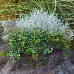 Calocephalus & Mühlenbeckie, Topf-Ø 23 Cm -Der Grillgarten 0690100359 Calocephalus Muehlenbeckia XXL Schale T27 Mueca WS 2 94958