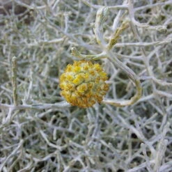 Calocephalus & Mühlenbeckie, Topf-Ø 23 Cm -Der Grillgarten 0690100359 Calocephalus Muehlenbeckia XXL Schale T27 Mueca WS 4 94959