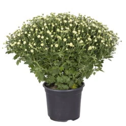Chrysanthemen-Busch, Gelb-lila-weiß, Topf-Ø 19 Cm, 3er-Set -Der Grillgarten 0690130088 koelle chrysanthemen multiflora busch t19 weiss durchmesser 40cm 1 68851