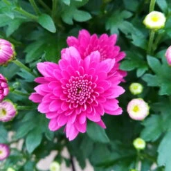 Chrysanthemen 'Trio', Gelb/lila/weiß, Topf-Ø 19 Cm, 2er-Set -Der Grillgarten 0690130121 Chrysanthemum multiflora Buesche lila image005 79583