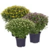 Chrysanthemen-Busch, Gelb-lila-weiß, Topf-Ø 19 Cm, 3er-Set -Der Grillgarten 0690130126 frei 82238