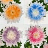 Chrysantheme 'Zembla Make-Upz® Heart Mix, Farben Zufällig, Topf-Ø 13 Cm, 3er-Set -Der Grillgarten 0690140088 Chrysanthemum Zembla T13 Next White Make Upz HeartMix 3er Set 7 115103