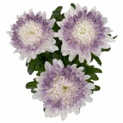 Chrysantheme 'Zembla Make-Upz® Heart Mix, Farben Zufällig, Topf-Ø 13 Cm, 3er-Set -Der Grillgarten 0690140088 Chrysanthemum Zembla T13 Next White Make Upz HeartMix lila 3er Set 5 .JPG 115270