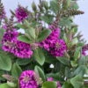 Hebe 'All Blooms®' Lila, Topf-Ø 12 Cm, 6er-Set -Der Grillgarten 0690190100 Koelle Hebe All Blooms T12 lila 6er Set WS 4 95617