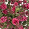 Hebe 'All Blooms®' Rot, Topf-Ø 10,5cm, 6er-Set -Der Grillgarten 0690190101 Koelle Hebe All Blooms T17 rot 3 112383