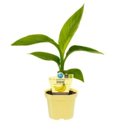 Bio Bananenpflanze, Topf-Ø 12 Cm, 2er-Set 12 Bio Bananenpflanze, Topf-Ø 12 Cm, 2er-Set -Der Grillgarten 1610200313 Blu Bio Banane 2er Set 1 109460