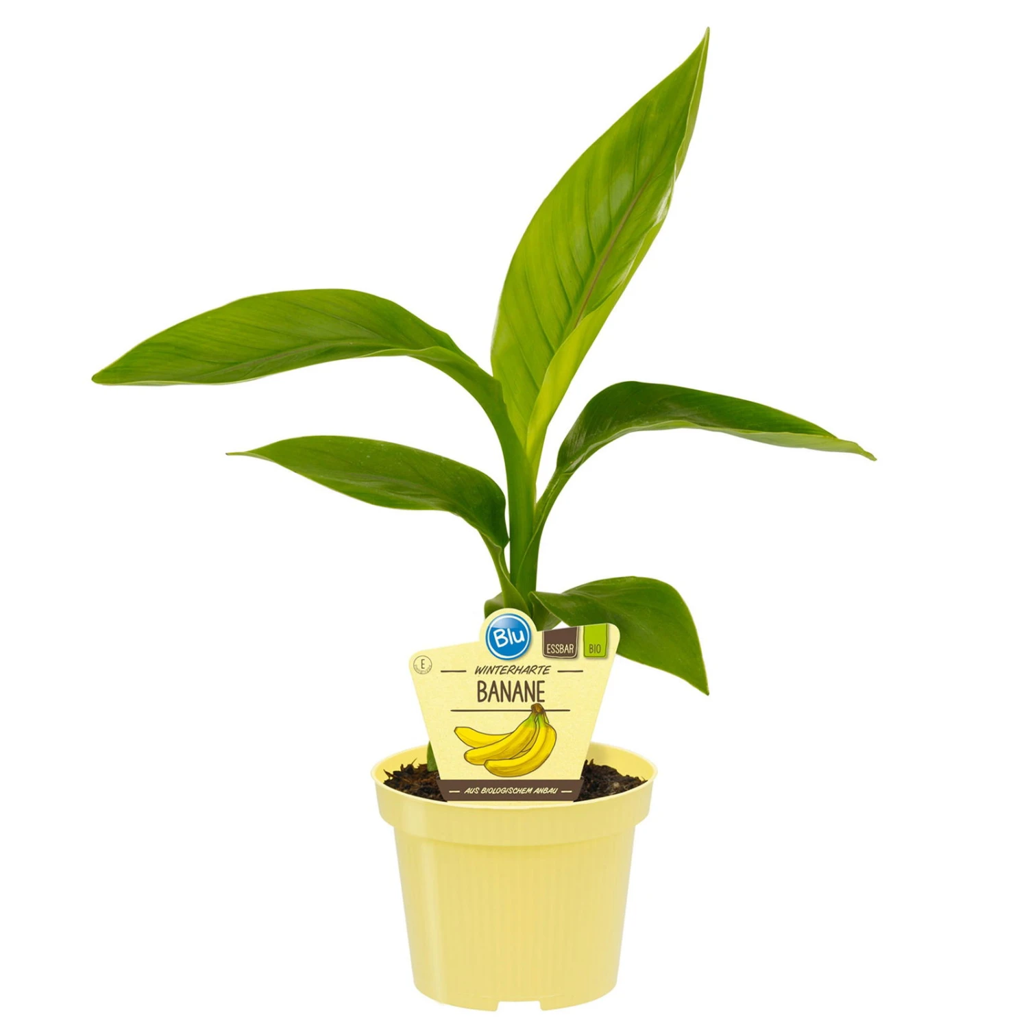 Bio Bananenpflanze, Topf-Ø 12 Cm, 2er-Set 4 Bio Bananenpflanze, Topf-Ø 12 Cm, 2er-Set – Bild 2