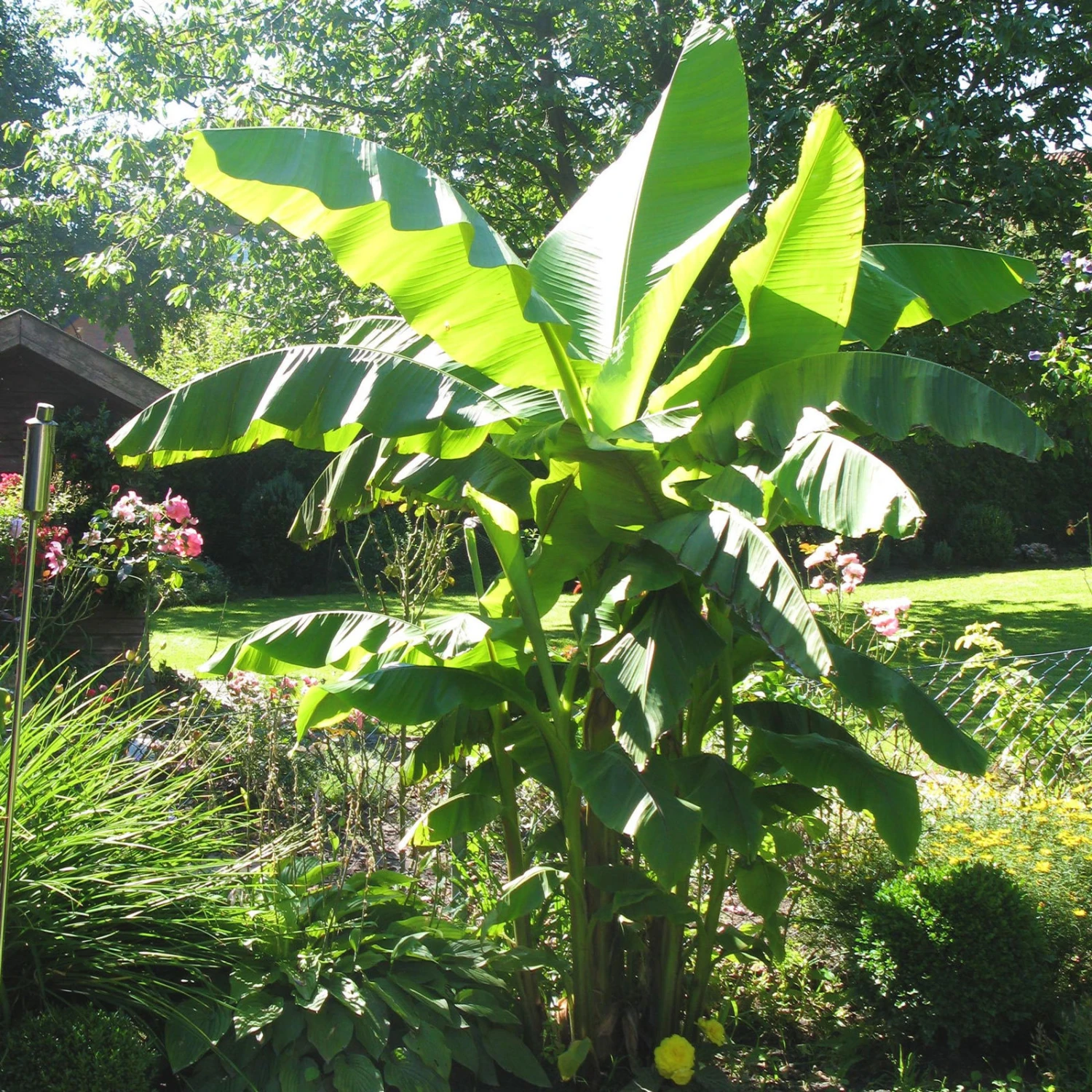 Bio Bananenpflanze, Topf-Ø 12 Cm, 2er-Set 3 Bio Bananenpflanze, Topf-Ø 12 Cm, 2er-Set