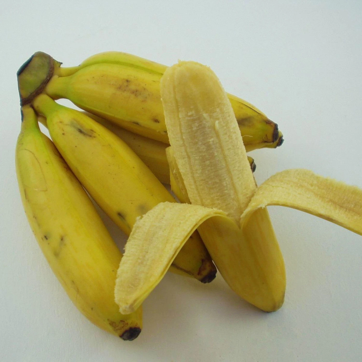 Bio Bananenpflanze, Topf-Ø 12 Cm, 2er-Set 6 Bio Bananenpflanze, Topf-Ø 12 Cm, 2er-Set – Bild 4