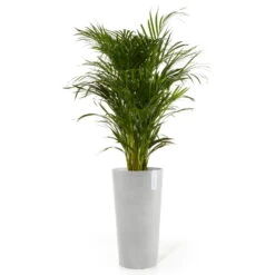 Pflanzgefäß 'Amsterdam Midi', Weißgrau -Der Grillgarten 3210104147 pflanzgefaess amsterdam high 2 117457