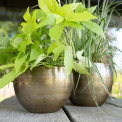 Pflanzgefäß 'Rowen', Gold, Ø 22 X H 17 Cm 11 Pflanzgefäß 'Rowen', Gold, Ø 22 X H 17 Cm -Der Grillgarten 3210801609 Pflanzgefaess Rowen gold D 22 x H 17 cm 1 114969