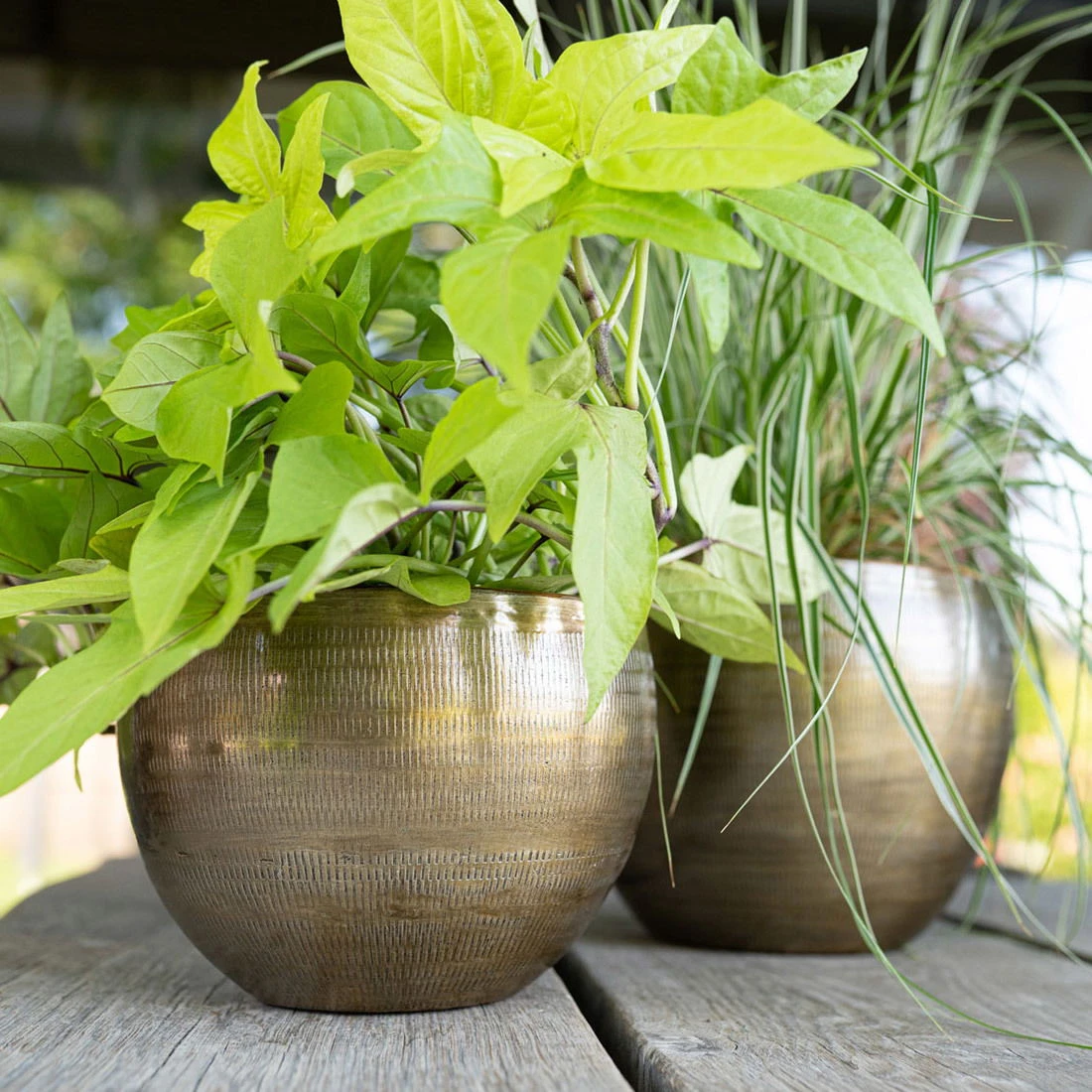 Pflanzgefäß 'Rowen', Gold, Ø 22 X H 17 Cm 7 Pflanzgefäß 'Rowen', Gold, Ø 22 X H 17 Cm – Bild 5