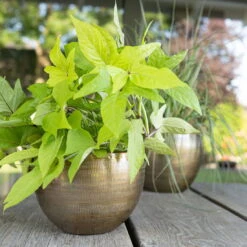 Pflanzgefäß 'Rowen', Gold, Ø 22 X H 17 Cm 10 Pflanzgefäß 'Rowen', Gold, Ø 22 X H 17 Cm -Der Grillgarten 3210801609 Pflanzgefaess Rowen gold D 22 x H 17 cm 2 114968