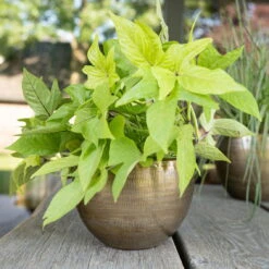 Pflanzgefäß 'Rowen', Gold, Ø 22 X H 17 Cm 9 Pflanzgefäß 'Rowen', Gold, Ø 22 X H 17 Cm -Der Grillgarten 3210801609 Pflanzgefaess Rowen gold D 22 x H 17 cm 3 114967