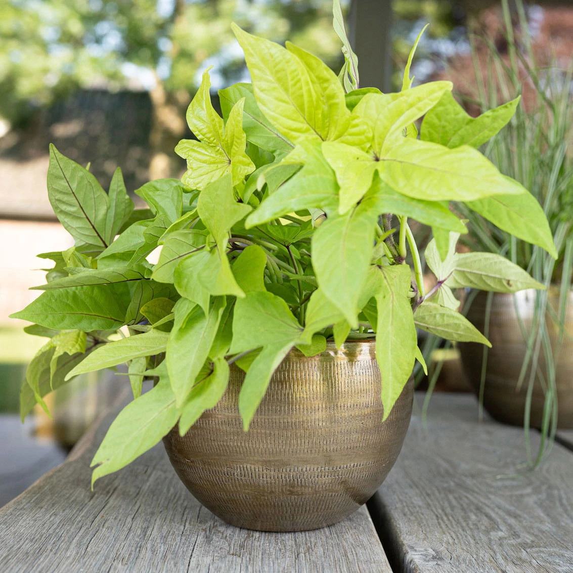 Pflanzgefäß 'Rowen', Gold, Ø 22 X H 17 Cm 5 Pflanzgefäß 'Rowen', Gold, Ø 22 X H 17 Cm – Bild 3