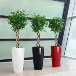 LECHUZA Rondo Premium, All-in-One-Set, Weiß Hochglanz, Ø 33 Cm, H:56 Cm -Der Grillgarten 3325100103 Rondo Premium40 weiss All in OneSet D40xH75cm RGB 7757