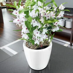 Lechuza Classico Premium 50 LS, Weiß Hochglanz, All-in-One-Set