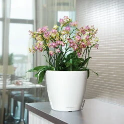 Lechuza Classico Premium 50 LS, Weiß Hochglanz, All-in-One-Set -Der Grillgarten 3325100222 Classico Premium 28LS wei All in One Set D28xH26cm RGB 7759