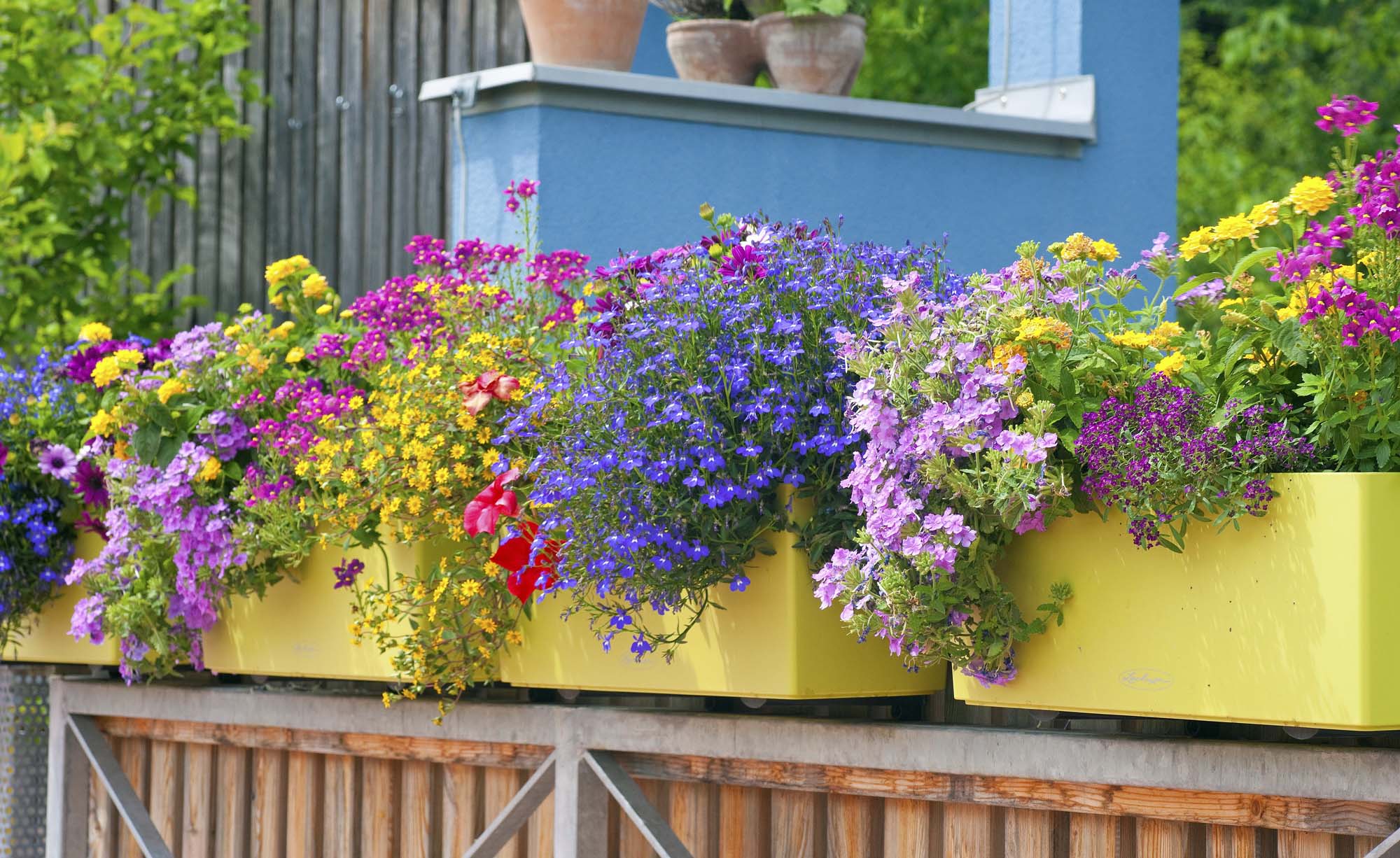 Der Grillgarten 2 Der Grillgarten -Der Grillgarten blumenkasten balkonkasten 01445523 florapress